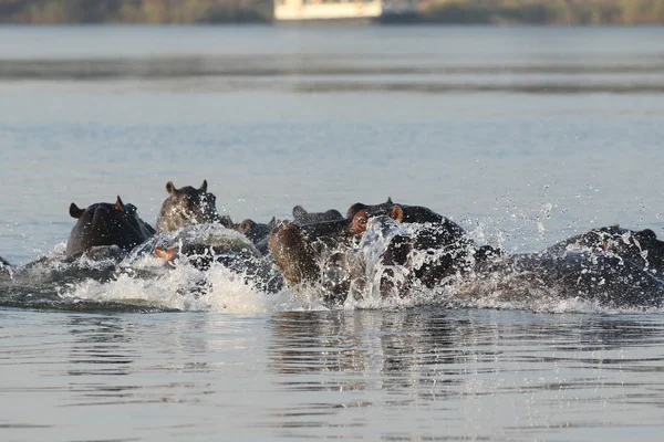 Hipopótamo Río Zambezi — Foto de Stock