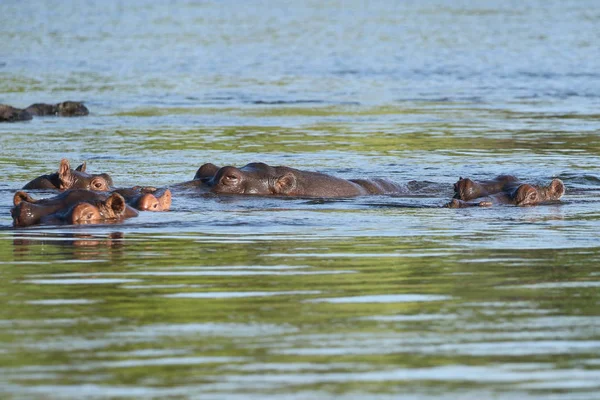 Nilpferd Sambesi Fluss — Stockfoto