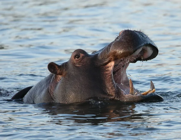 Hipopotam Rzece Zambezi — Zdjęcie stockowe