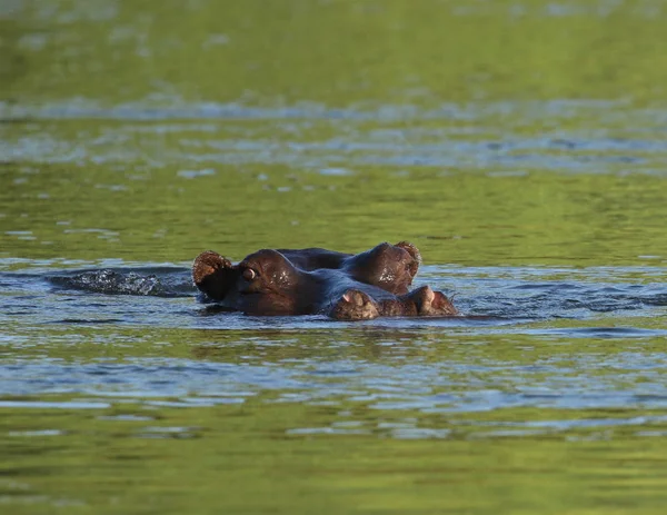 Hippo Zambezi Rivier — Stockfoto