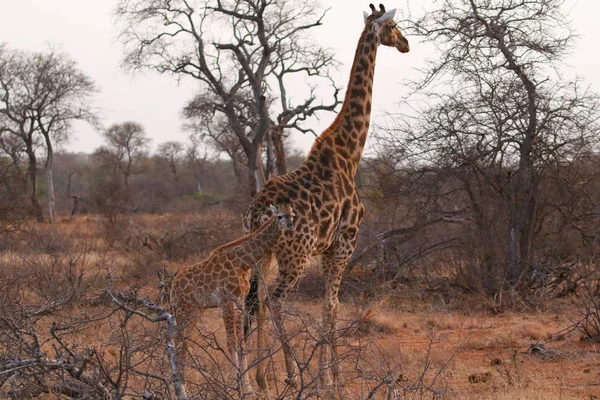 Girafa Sul Africana Com Filhote Parque Nacional Kruger — Fotografia de Stock