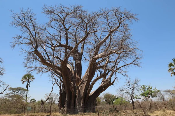 Big Tree Gran Baobab Especie Adansonia Digitata Zimbabue Cerca Las — Foto de Stock