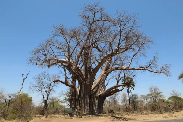 Big Tree Gran Baobab Especie Adansonia Digitata Zimbabue Cerca Las — Foto de Stock