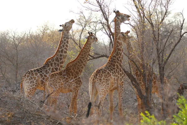 Manada Jirafas Sudafricanas Parque Nacional Kruger —  Fotos de Stock