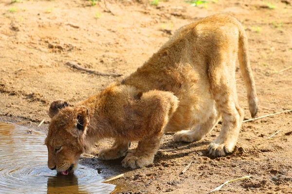 Bir Aslan Yavrusu Suyu Kruger Milli Parkı Nda Içer — Stok fotoğraf