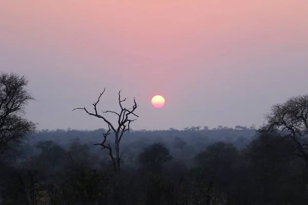 Salida Del Sol Parque Nacional Kruger — Foto de Stock
