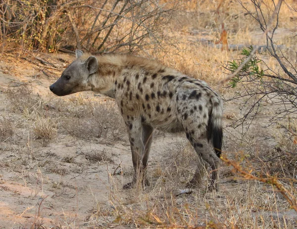 Gesichtete Hyäne Kruger Nationalpark — Stockfoto