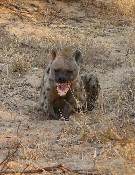 Spotted Hyena Kruger National Park — Stock Photo, Image