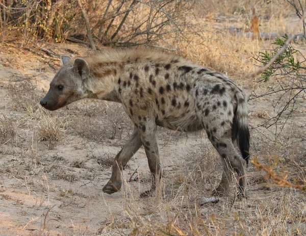 Fläckig Hyena Kruger National Park — Stockfoto