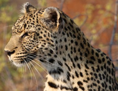 Kruger Ulusal Parkı 'nda Afrika leoparı
