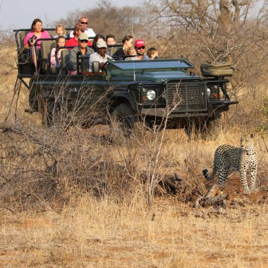 Hoedspruit, Güney Afrika - 28 Eylül 2018: turistler safari araç gözlem Afrika leoparı Timbavati özel doğa rezerv, Güney Afrika için