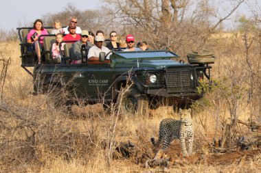 Hoedspruit, Güney Afrika - 28 Eylül 2018: turistler safari araç gözlem Afrika leoparı Timbavati özel doğa rezerv, Güney Afrika için