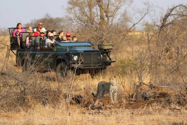 Hoedspruit, Güney Afrika - 28 Eylül 2018: turistler safari araç gözlem Afrika leoparı Timbavati özel doğa rezerv, Güney Afrika için