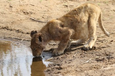 Bir aslan yavrusu suyu Kruger Milli Parkı'nda içer