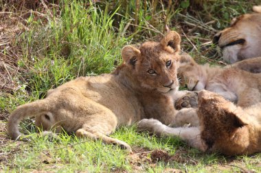Bir aslan yavrusu Kruger National Park