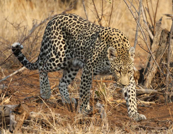 Leopardo Africano Parque Nacional Kruger — Foto de Stock