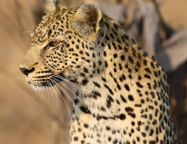 Afrikai Leopárd Kruger Nemzeti Parkban — Stock Fotó