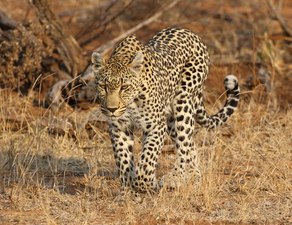 Африканский Леопард Национальном Парке Крюгера — стоковое фото