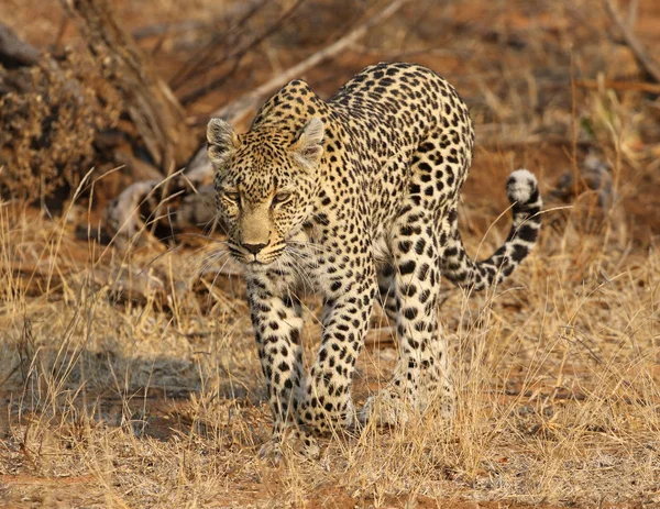 Afrikanischer Leopard Kruger Nationalpark — Stockfoto