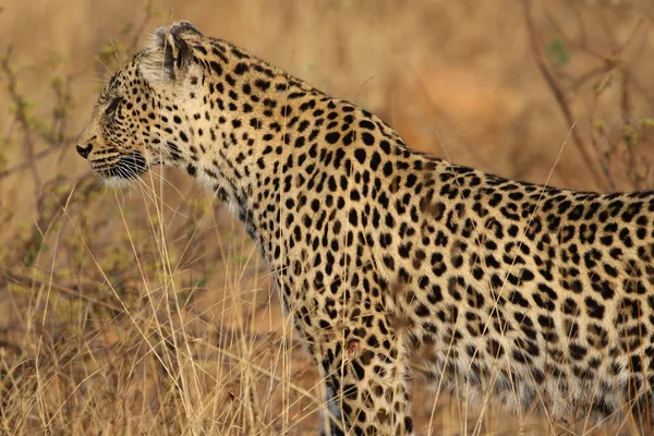 Afrikai Leopárd Kruger Nemzeti Parkban — Stock Fotó