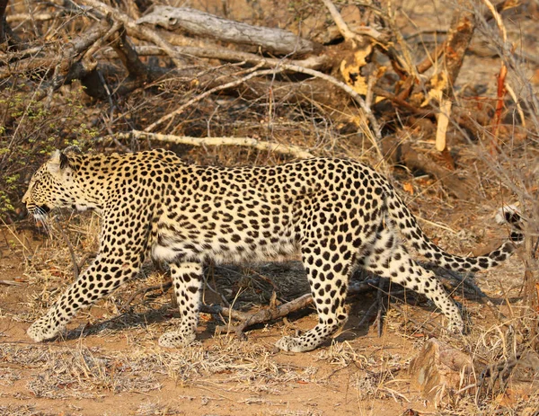 African Leopard Kruger National Park — Stock Photo, Image