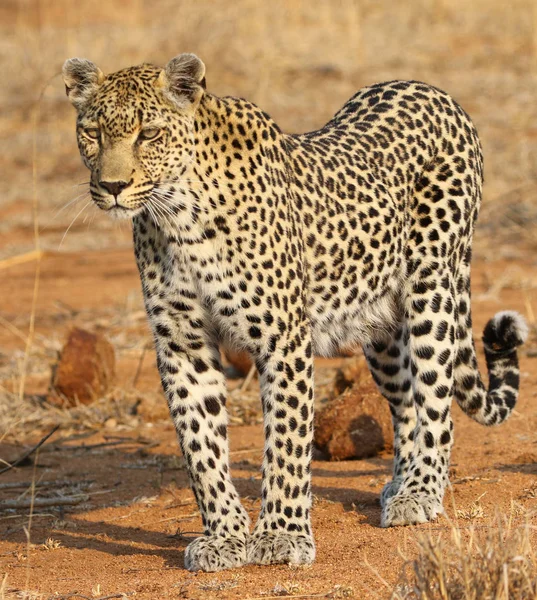 Afrikansk Leopard Kruger Nationalpark — Stockfoto