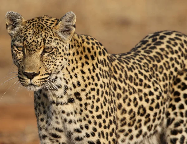 Afrikaanse Luipaard Bij Kruger National Park — Stockfoto