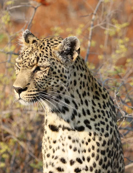 Afrikai Leopárd Kruger Nemzeti Parkban — Stock Fotó