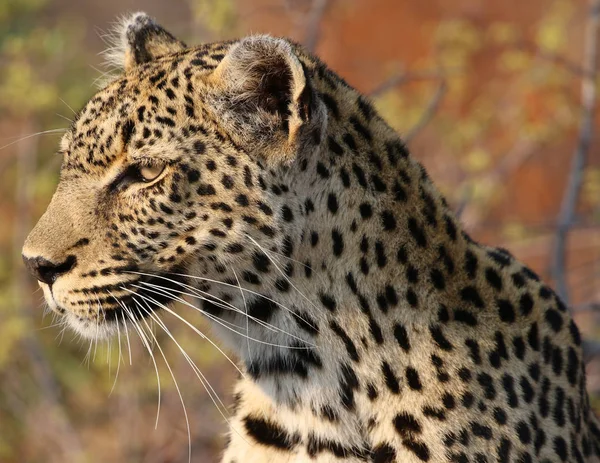 Afrikaanse Luipaard Bij Kruger National Park — Stockfoto