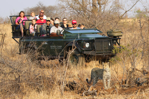 HOEDSPRUIT, SOUTH AFRICA - SEPTEMBER 28, 2018: Tourists in safari vehicle observing African leopard in Timbavati Private Nature Reserve, South Africa