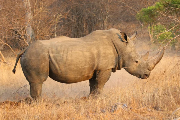 Rhinocéros Blanc Dans Parc National Kruger — Photo