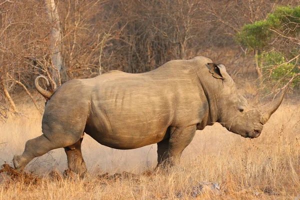 Macho Rinoceronte Blanco Parque Nacional Kruger — Foto de Stock