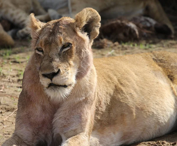 Dişi Aslan Kruger National Park — Stok fotoğraf