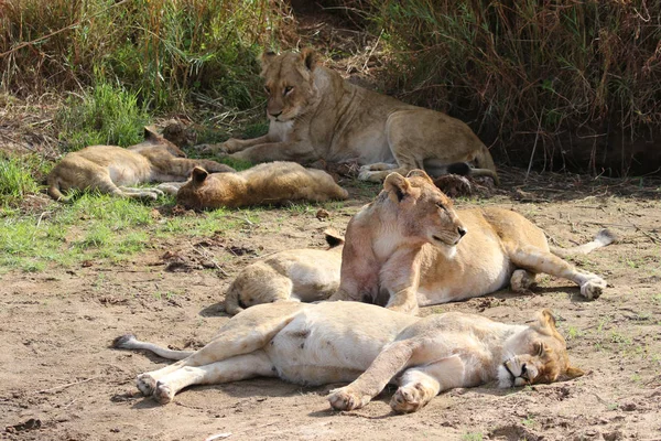 Kruger Ulusal Parkı Nda Aslan Sürüsü — Stok fotoğraf