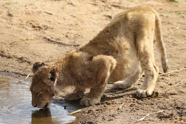Bir Aslan Yavrusu Suyu Kruger Milli Parkı Nda Içer — Stok fotoğraf