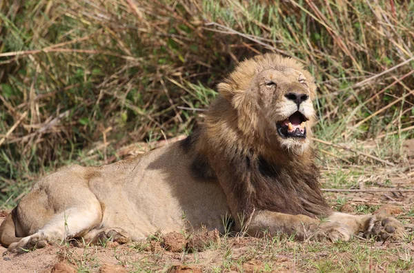 Muž Lev Národním Parku Kruger — Stock fotografie