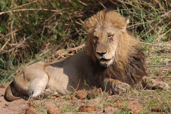 Male Lion Kruger National Park — Stock Photo, Image