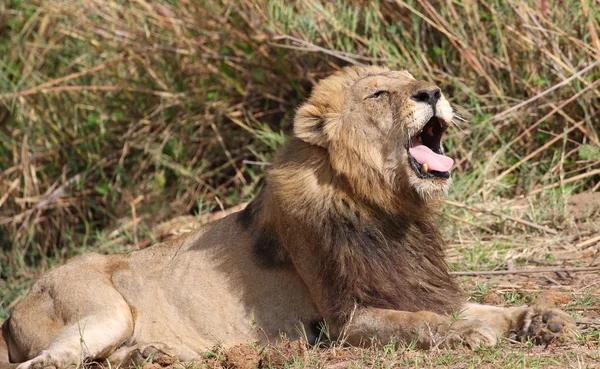 Male Lion Kruger National Park — Stock Photo, Image