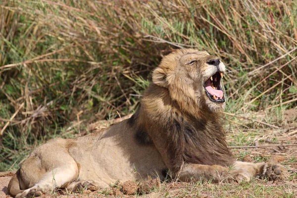 Leão Macho Parque Nacional Kruger — Fotografia de Stock