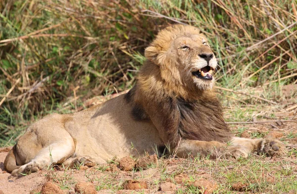 Kruger Ulusal Parkı Nda Erkek Aslan — Stok fotoğraf