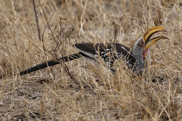 Gelb Schnabelhornvogel Kruger Nationalpark — Stockfoto