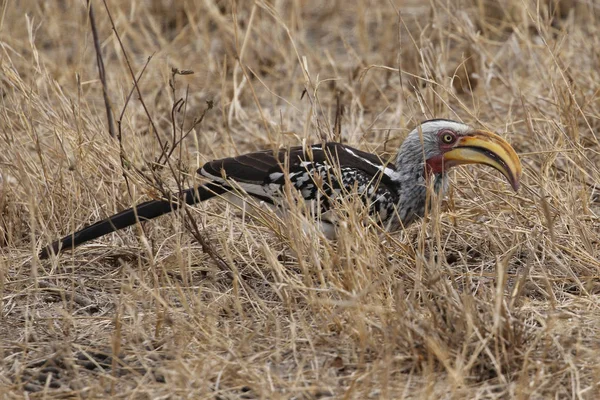 Gelb Schnabelhornvogel Kruger Nationalpark — Stockfoto