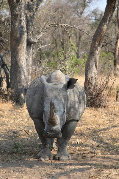 Rhinocéros Blanc Dans Parc National Kruger — Photo