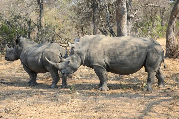 Deux Rhinocéros Blancs Dans Parc National Kruger — Photo