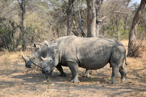 Dwa Białe Nosorożce Parku Narodowego Kruger — Zdjęcie stockowe