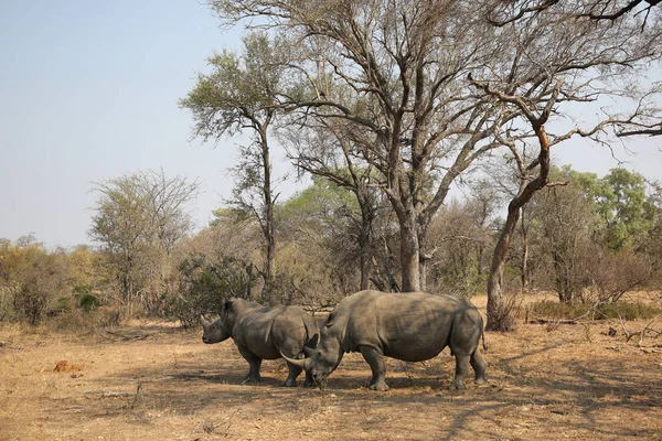 Twee Witte Neushoorns Het Kruger Nationaal Park — Stockfoto