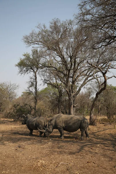 Deux Rhinocéros Blancs Dans Parc National Kruger — Photo