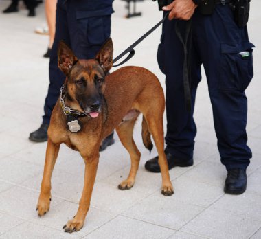 New York polisi K-9 köpek güvenlik Ulusal Tenis Merkezi 2018 bize açık sırasında sağlar 
