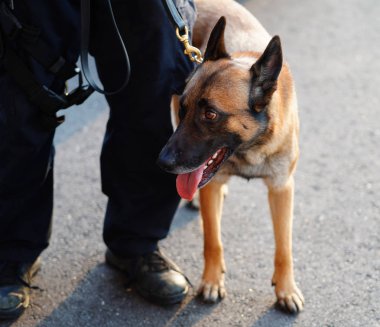 New York polisi K-9 köpek güvenlik Ulusal Tenis Merkezi 2018 bize açık sırasında sağlar 