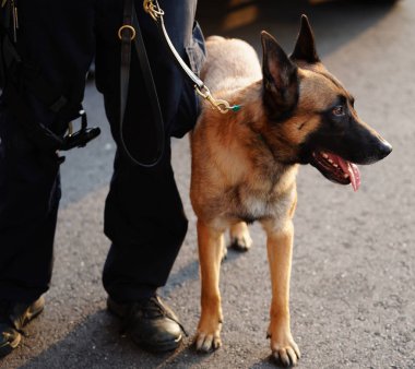 New York polisi K-9 köpek güvenlik Ulusal Tenis Merkezi 2018 bize açık sırasında sağlar 